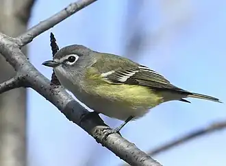 Brilvireo