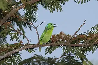Groene klauwiervireo