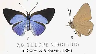 Theope virgilius