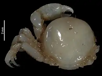 Viridotheres lillyae