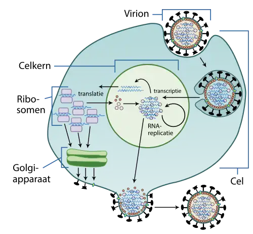 Replicatiecyclus van een influenzavirus. De virale glycoproteïnen komen op het membraan terecht, alwaar nieuwe virions afsnoeren.