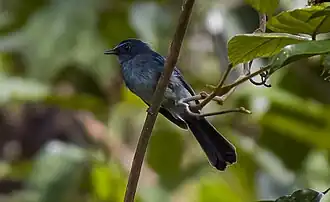 Visayaanse blauwe waaierstaart