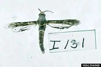 Vitacea scepsiformis