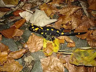 Salamandra salamandra beschkovi
