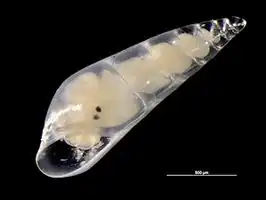 Zwakgebogen glanshorentje