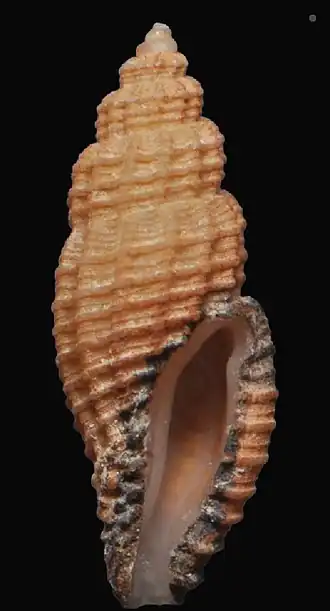 Vitricythara metria