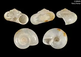 Vitrinella annulifera