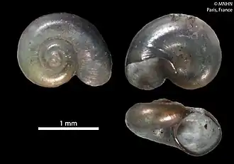 Vitrinella canaliculata