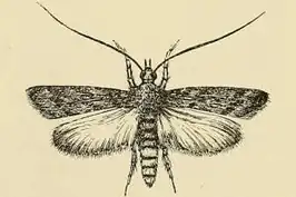 Vitula edmandsii