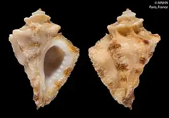 Vitularia triangularis