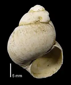 Viviparus diluvianus Groeve Maalbeek bij Belfeld (Limburg); Ouderdom: Tiglien
