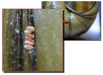 De eierlevendbarende stompe moerasslak, met nakomelingen op de schelp. De soort komt voor in Europa benoorden de Alpen.