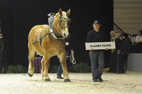 Vlaams paard tijdens land- en tuinbouwbeurs Agriflanders.