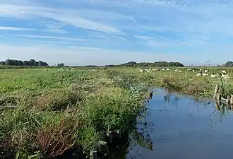 Hooilandjes worden begraasd door schapen
