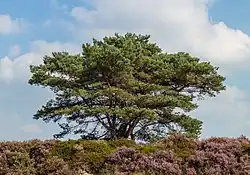Pinus sylvestris een naaktzadige (grove den)