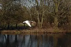 Een vliegende knobbelzwaan