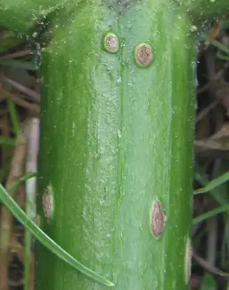 Lenticellen op vlier