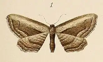 Horisme albostriata