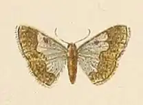 Zamarada aureomarginata