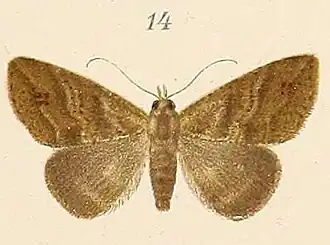 Cycloprosopus strigifera