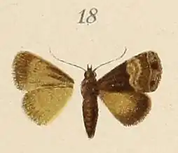 Aconzarba hemimelaena