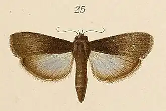 Epicrocis signatella