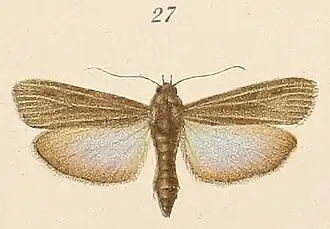 Epicrocis umbratella