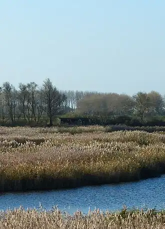 Kop van Goeree
