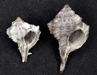 Vokesimurex chrysostoma