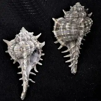 Vokesimurex elenensis