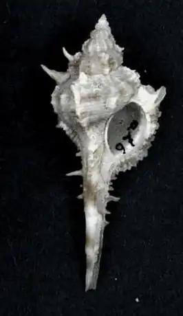 Vokesimurex malabaricus