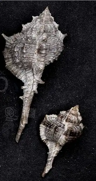 Vokesimurex messorius