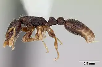 Vollenhovia kaselela