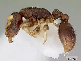 Vollenhovia pwidikidika