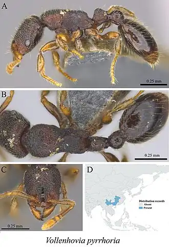 Vollenhovia pyrrhoria