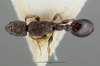 Vollenhovia undecimalis