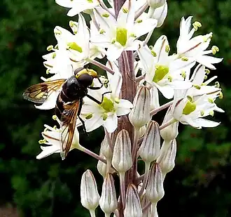 Volucella elegans
