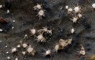 Scolecofusarium ciliatum