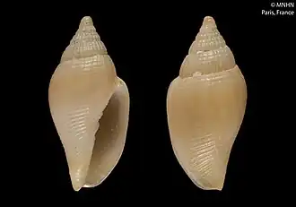 Volutomitra vaubani
