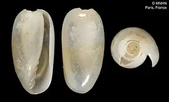 Volvarina heterozona