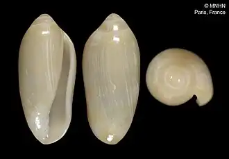 Volvarina ptychasthena