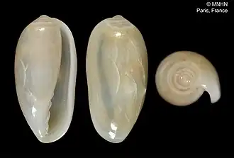 Volvarina sebastieni