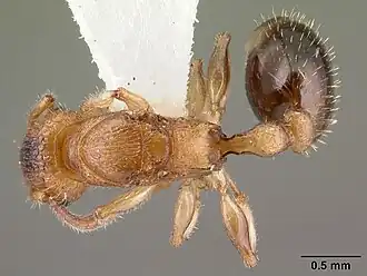 Vombisidris australis
