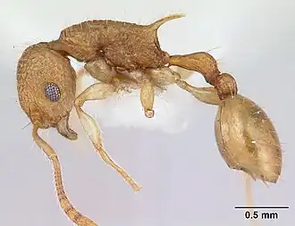 Vombisidris nahet