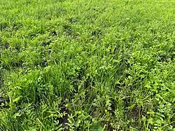 De bosbies-associatie, een minerotrafente gemeenschap