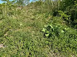 De associatie op een open plek in een doornstruweel op de oeverwal van een rivier.