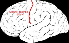 mediaal aanzicht van de linkergrotehersenhelft