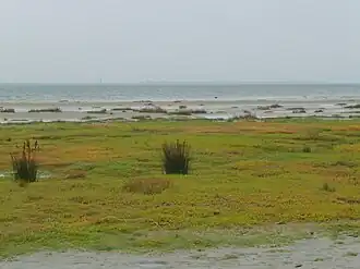 Vegetatie van de kweldergras-orde met o.a. melkkruid