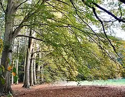 Bomenrij in het gebied