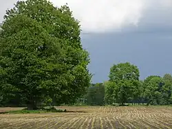 Verschillende landschapselementen in het Vosseveld bij Winterswijk
